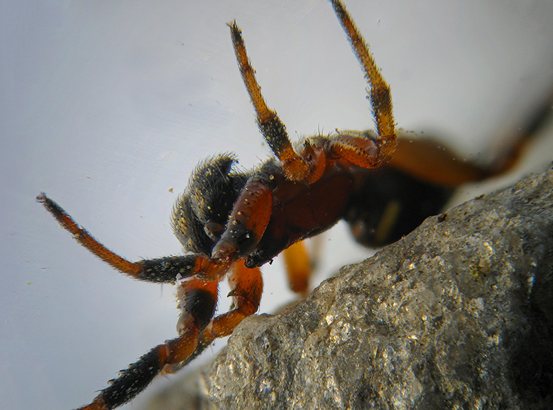 Titanoeca obscura?  No, Asagena sp. - Alagna (VC)